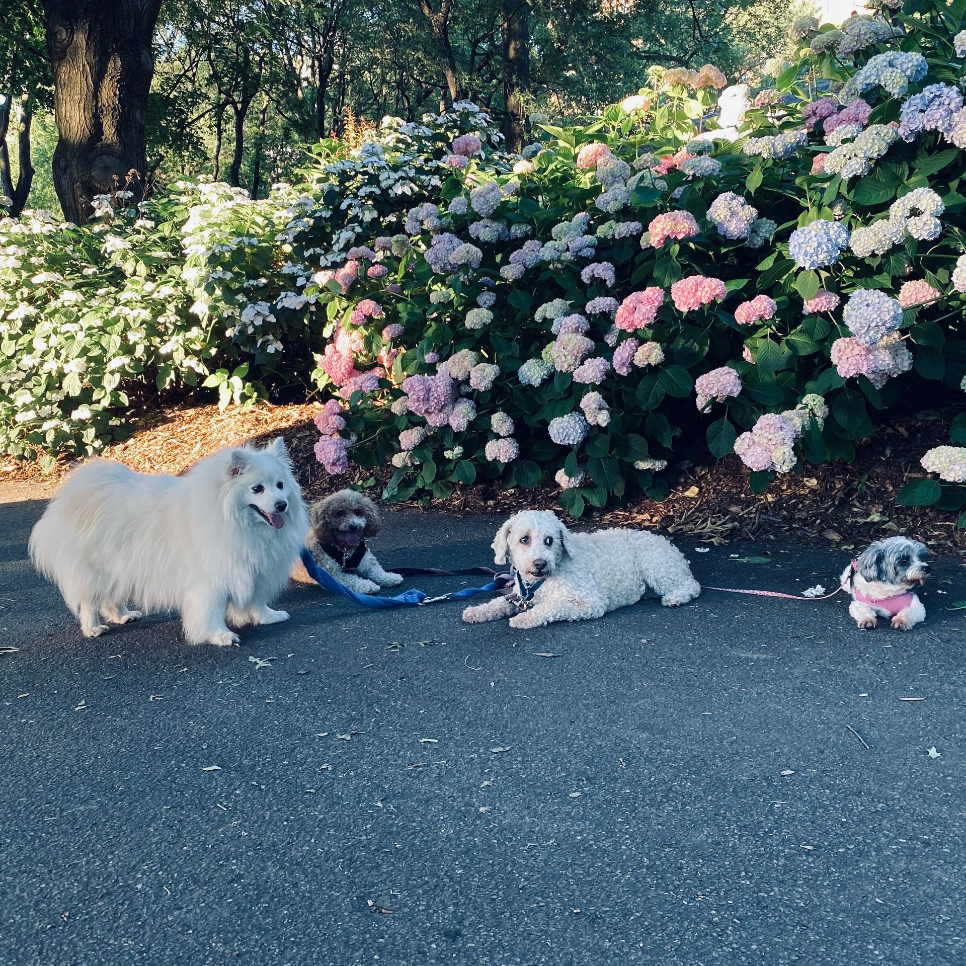 Pet Sitter Board